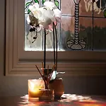 Rapunzels Cottage 1Br Fairytale Studio Stay